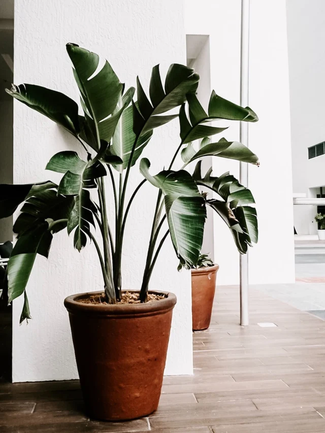 Transform Your Space: Create Your Indoor Garden Oasis